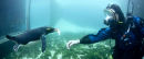 PENGUIN DIVING 5